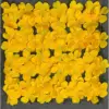 Yellow hydrangea row