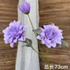 Purple dahlia