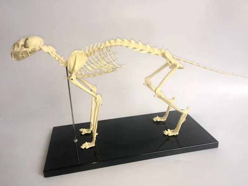 feline skeleton