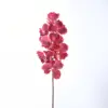 Orquídea Vanda Rojo Rosado - Grande