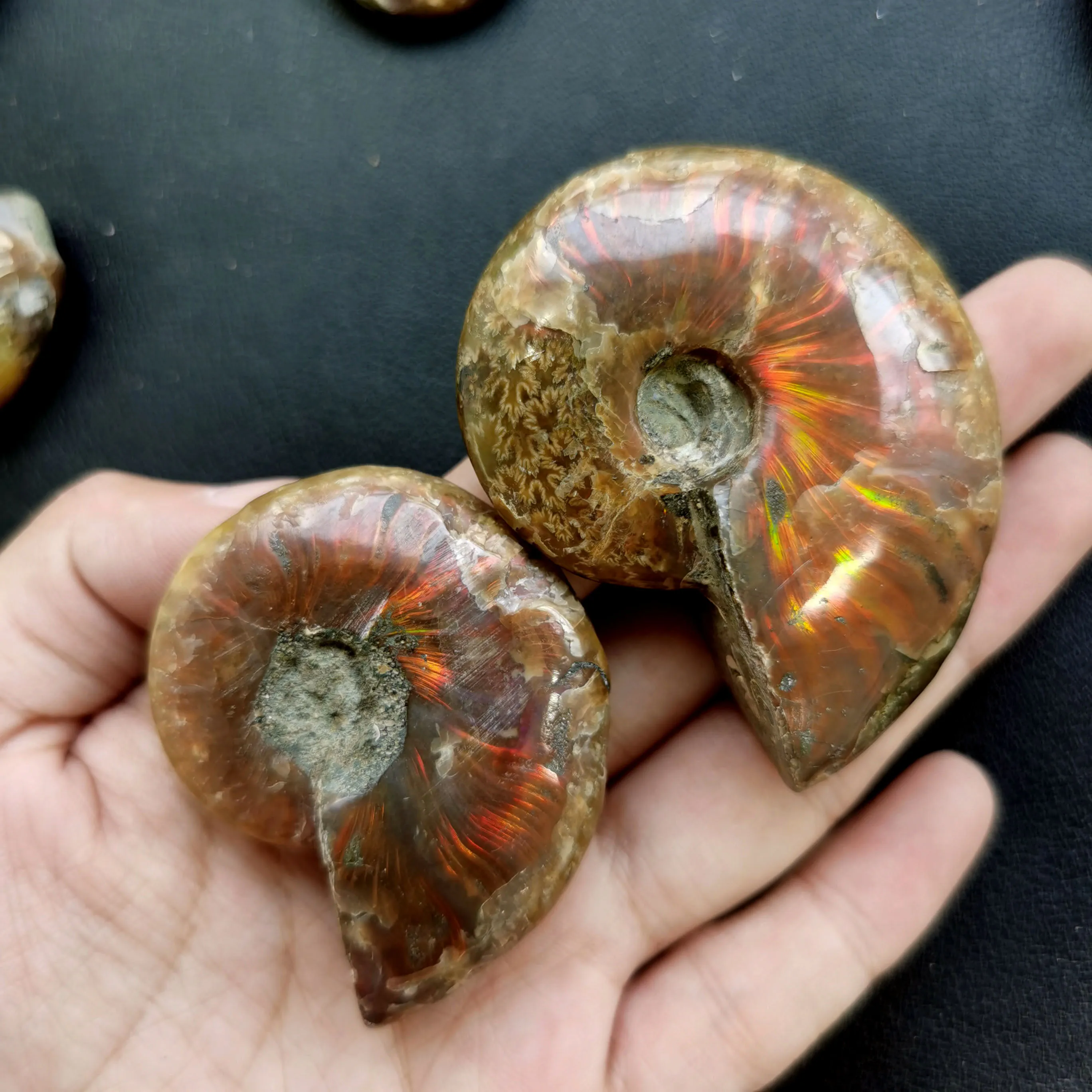 Top Quality Ammonite Fossil Stone with Rainbow Specimen