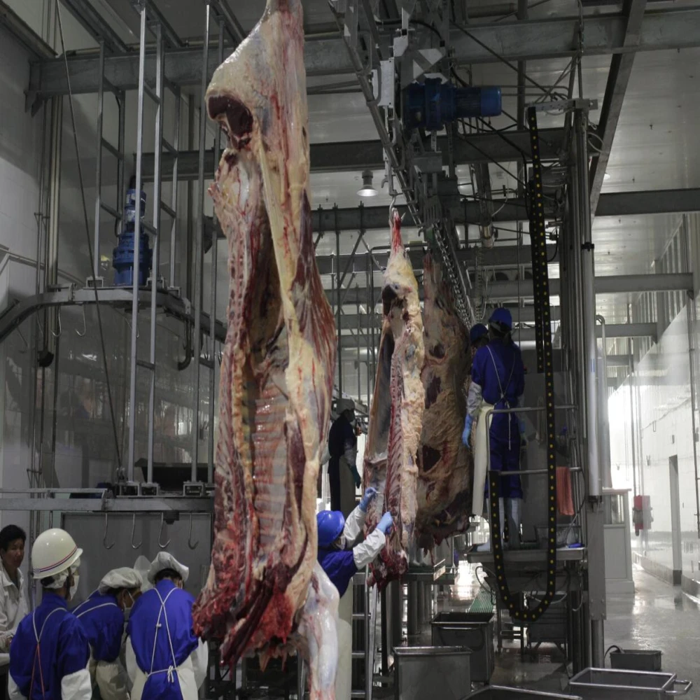 Cattle slaughtering operations in meat processing plants, and slaughterhouses with slaughtering equipment