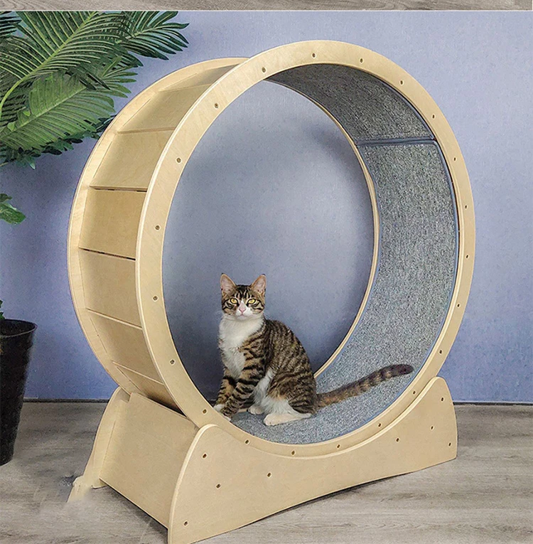 cat exercise wheel pote