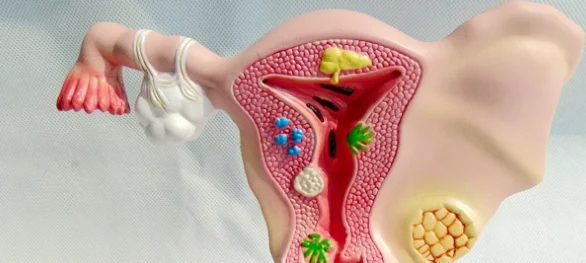 女性生殖系统解剖模型| Alibaba.com