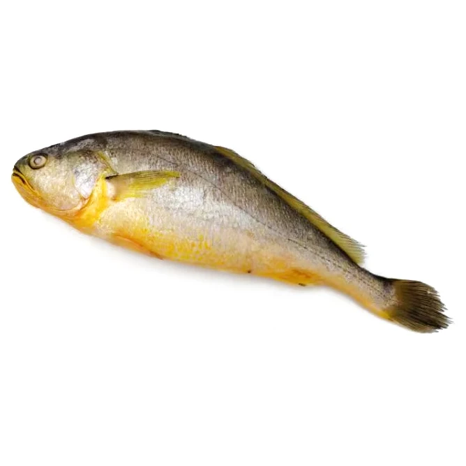 Whole Yellow Croaker Fish Processing Line Yellow Croaker Price 100