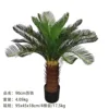 90cm cycad