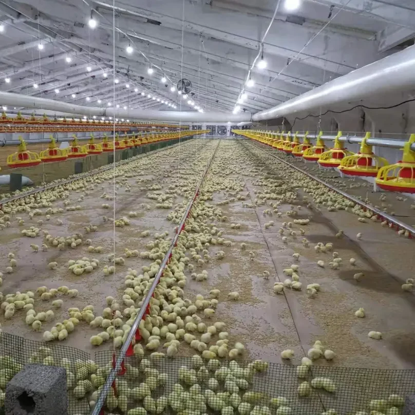 Turnkey Solution Automatic Broiler Breeder Layer Chicken Poultry Floor Cage Farming Raising Growing Equipment Machine System