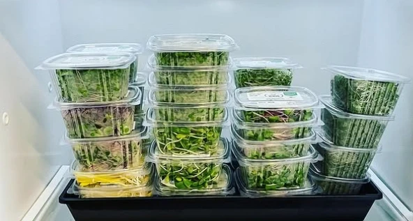 16 Oz Plastic Food Storage Containers With Flat Lids Small Clear Hinged ...