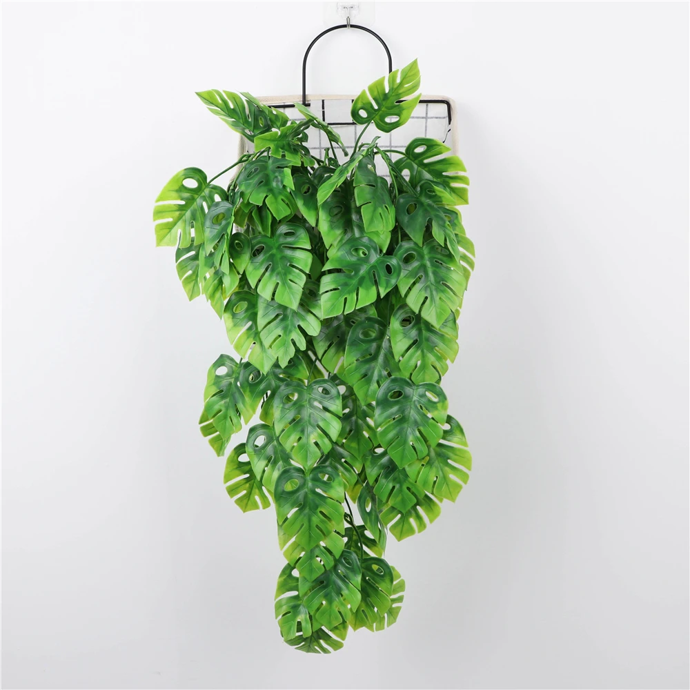 philodendron spiritu sancti Philodendron spiritus-sancti XS (5cm Topf) — Ecuagenera Europe GmbH