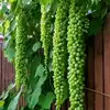 17# fruta verde