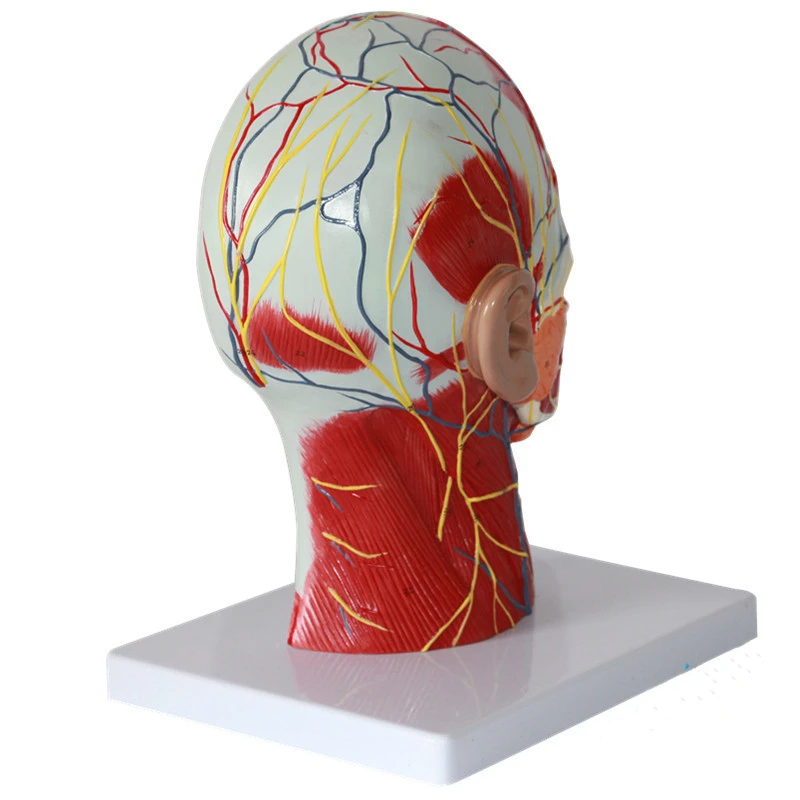Brain Anatomicalhead Sagittal Section Model Head And Neck 1600x1600