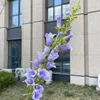 Campanula Viola