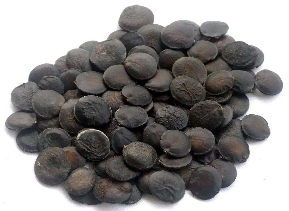 Griffonia Seed Extract 5HTP Powder in Griffonia Simplicifolia Plant