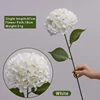 Ninety hydrangeas-white
