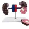 B028-2 Bovine Kidney Anatomical Model