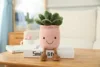 3 piante succulente