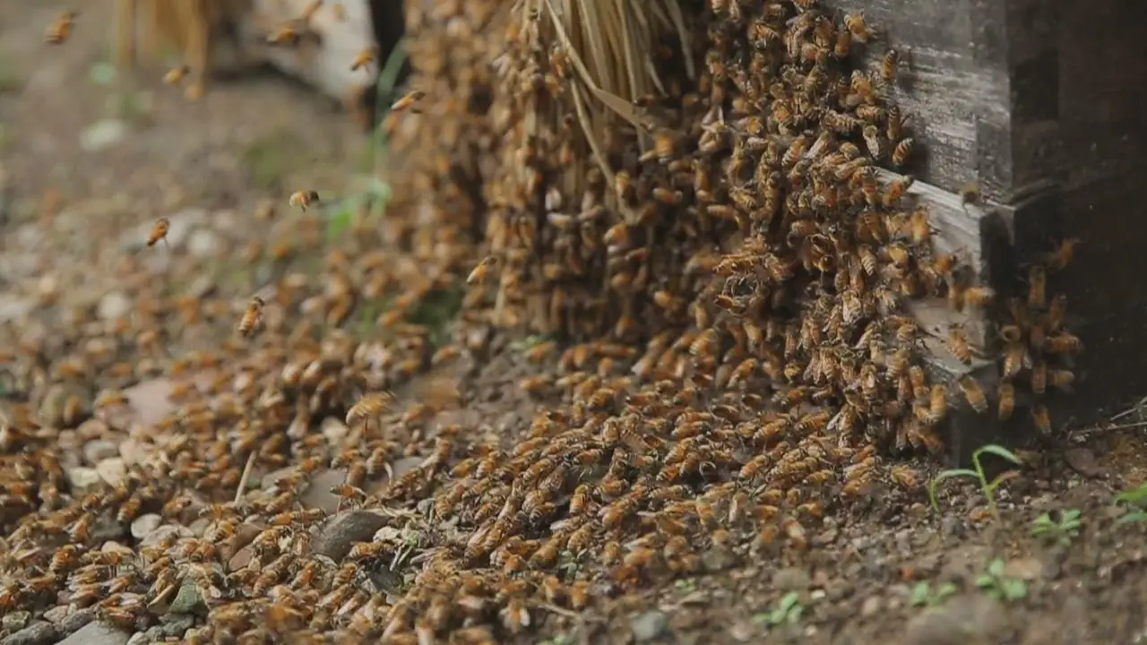 500 стеклянная бутылка чистого био дикого цветка