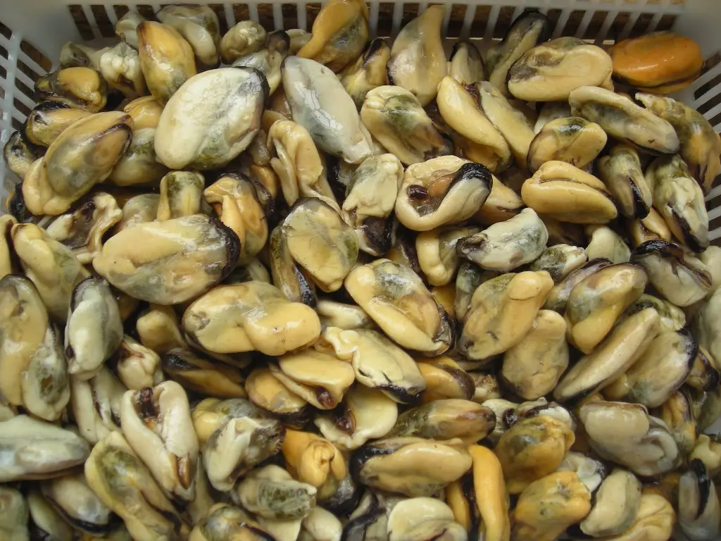 mussel meat 200-300.jpg