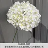 Endless Summer Hydrangea - White