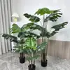 Monstera B 3#