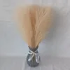 Caqui