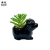cucciolo nero (mix succulento)