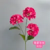 Rose red