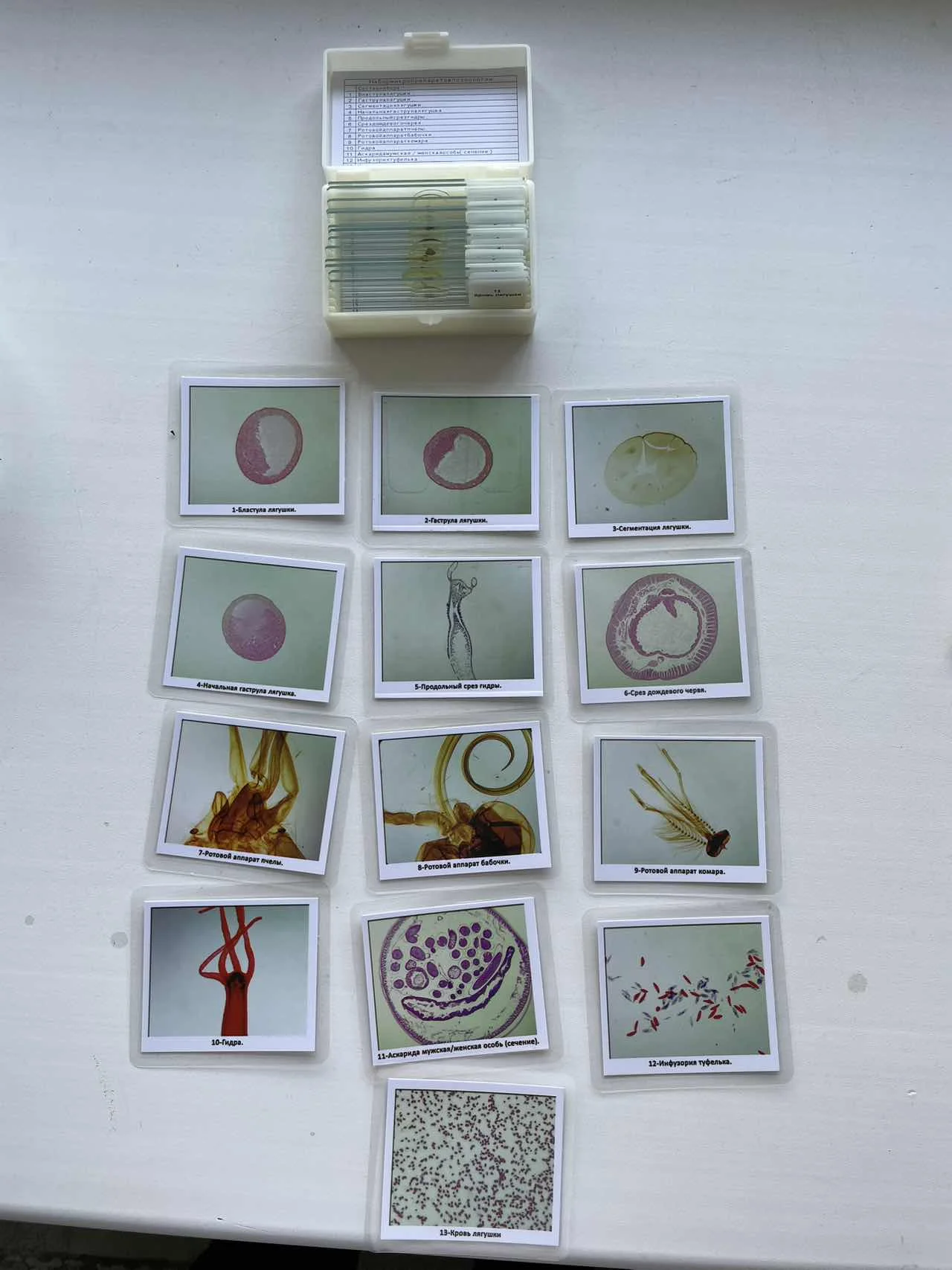 Biological Microscopes Slides Middle School Student Gift Teaching