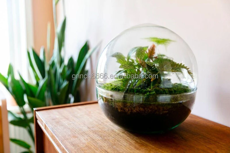Domed Glass Terrarium Botanical Plants Vase Globe Terrarium Kit Buy