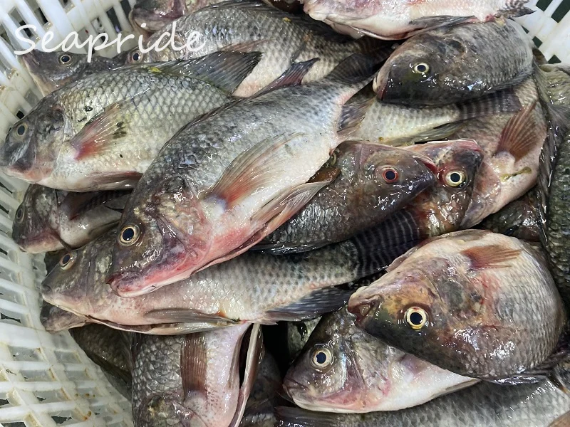 frozen black tilapia red tilapia frozen tilapia fish live tilapia