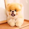 Pomerania acostado