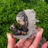 Cluster squirrel3.8cm