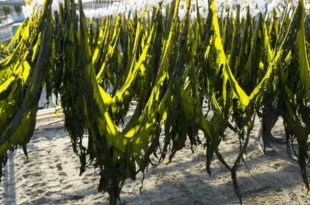 Dehydrated Wakame Whole Wholesale Bulk - Natural & No Additives Hd9cd6856138b423da8beb4b7f3f4fc15Z