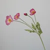 Rosa viola