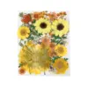 55# Dried Flower 25PCS