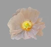 Rose clair, 1 tête de fleur, 60 cm