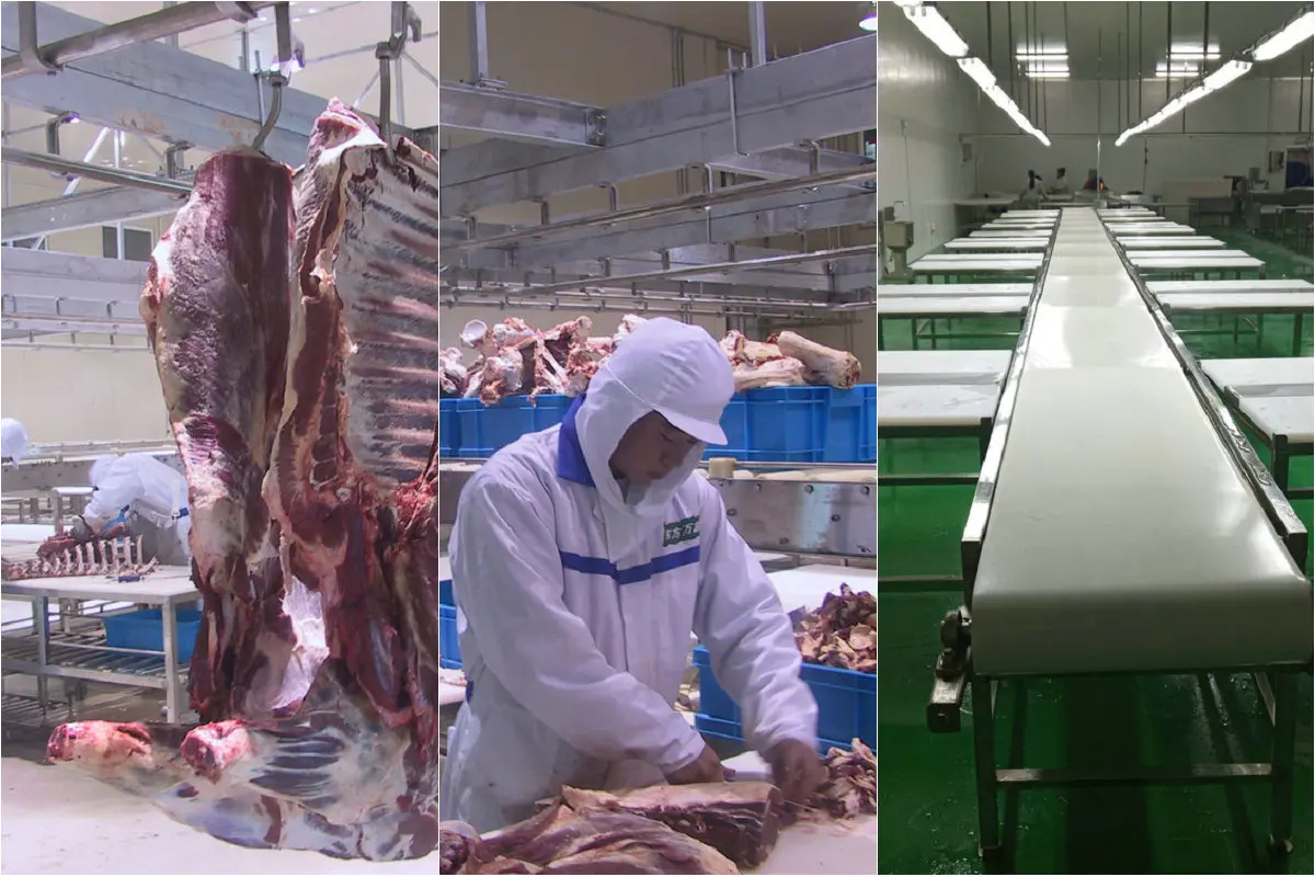 Efficient Cattle Slaughter Line - High Productivity Machinery