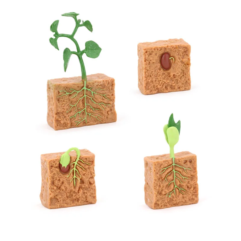 Teaching Resources Medical Science Plant Growth Model