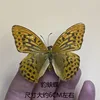 Leopardo ninfis-alado