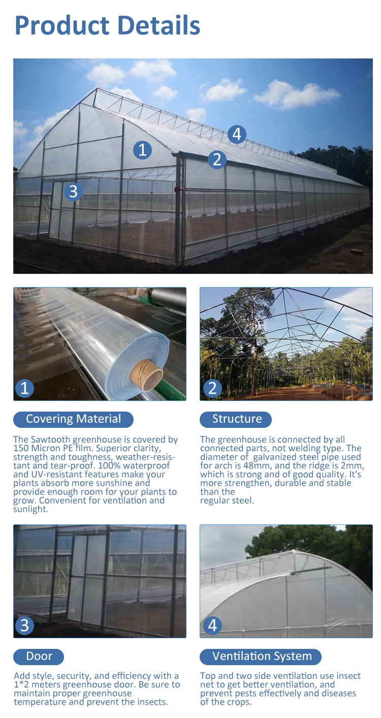 Farming Natural Ventilation Vegetables Planting Top Vent Sawtooth Roof