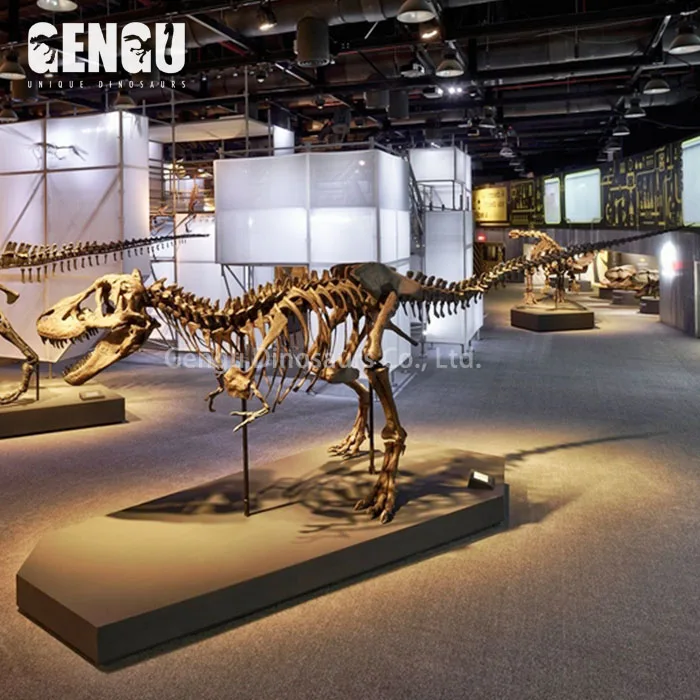 High Quality Dinosaur Skeleton and Fossils
