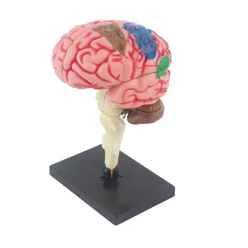 Plastic 4D Human Brain Model for Kids Medical props model Human Head Skull Brain Cerebral Artery Anatomical Model For Teaching