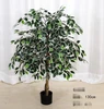 White edge banyan tree