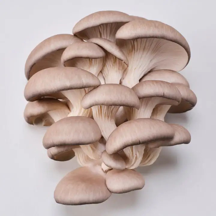 SKYPRO 10 sacchetti per la coltivazione di funghi, sacchetti per la deposizione delle uova in autoclave, sacchetti sterilizzati con porta di iniezione autorigenerante per il tuo fungo di grano, 100 x