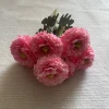 rosa caldo