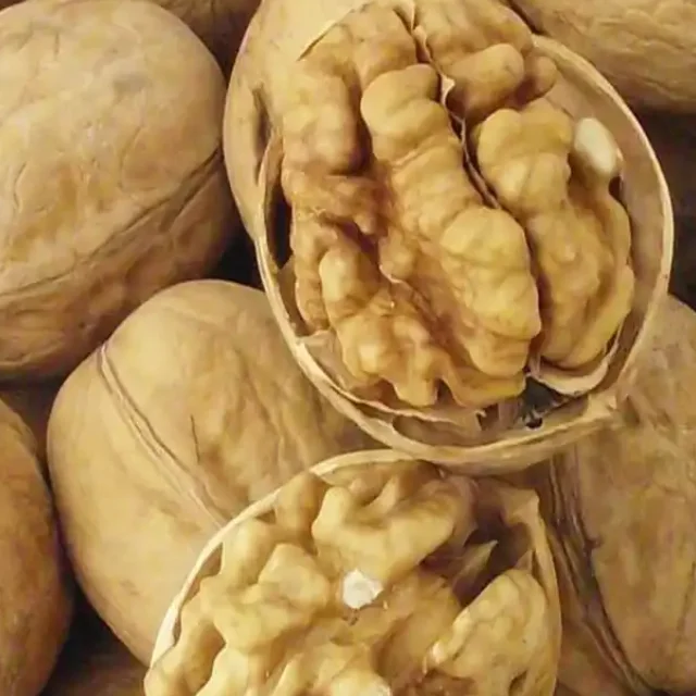 Walnuts In Shells Washed With Water Smooth Surface Very Popular With ...