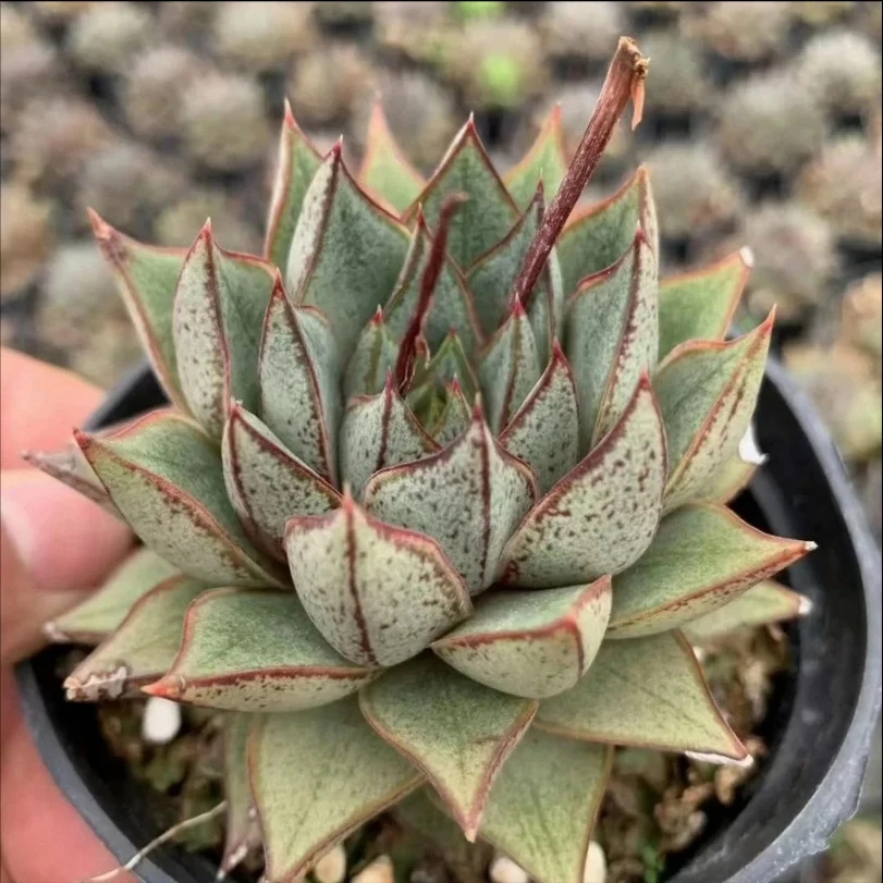 Colorichgarden Artificial Succulent Wholesale Succulents Plants Indoor