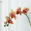 Jaune Violet