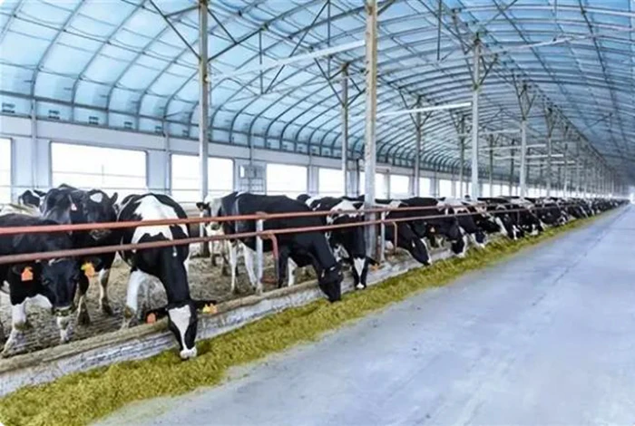 Prefabricated Steel Structure Cowshed Dairy Cow Cattle Farm Shed Barns House Design