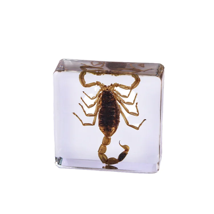 Insect in Resin Specimen Bugs Collection Paperweights Arachnid Resin Specimen Insect Specimen Bug Preserved in Resin for Kids
